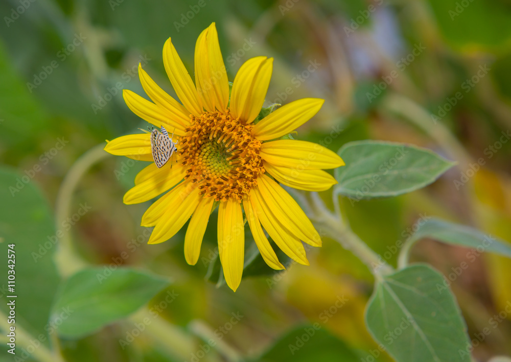 sunflower and white butterfly sunflower and white butterfly