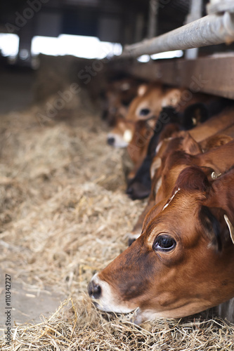 cow heads