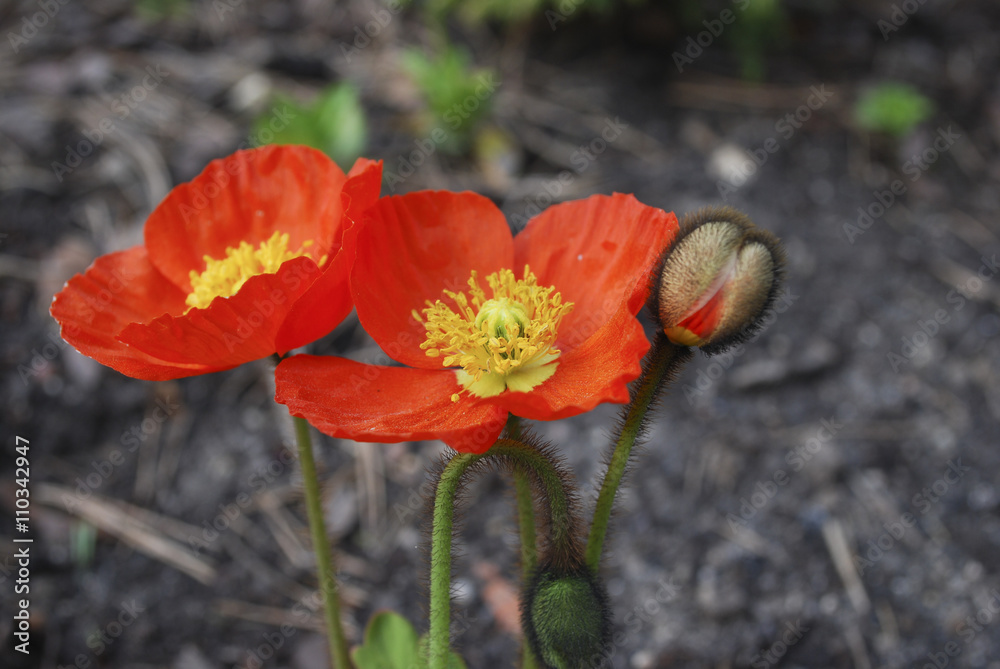 Papaver nudicaule 'Garden Gnome' bloom. Springtime. Papaver nudicaule 'Garden Gnome' bloom. Springtime.