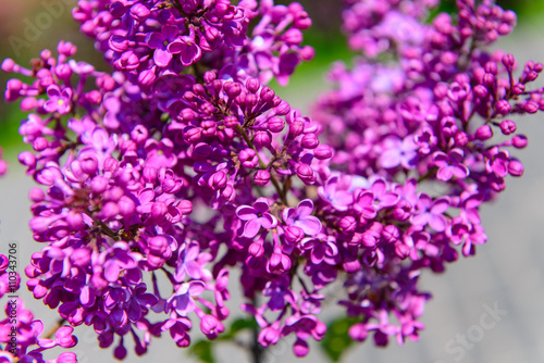 lilac flowers in spring