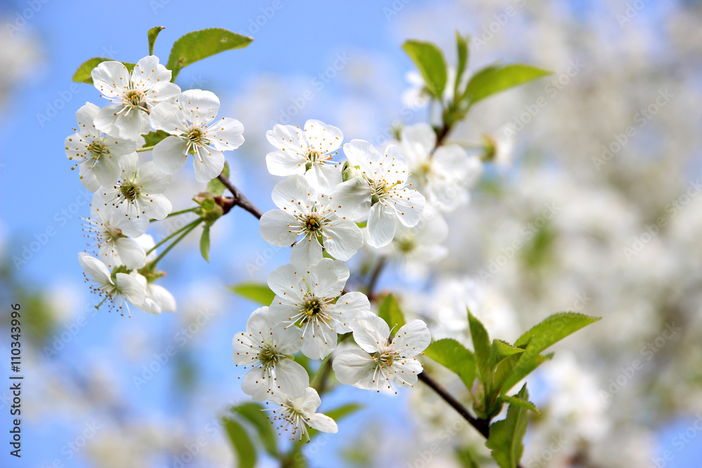 Cherry blossom. Spring blossom background. Blossom tree. Summer print. Spring print. Cherry flowers. Cherry tree branch