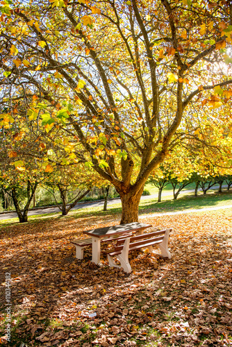 Chair in Park Autumn season