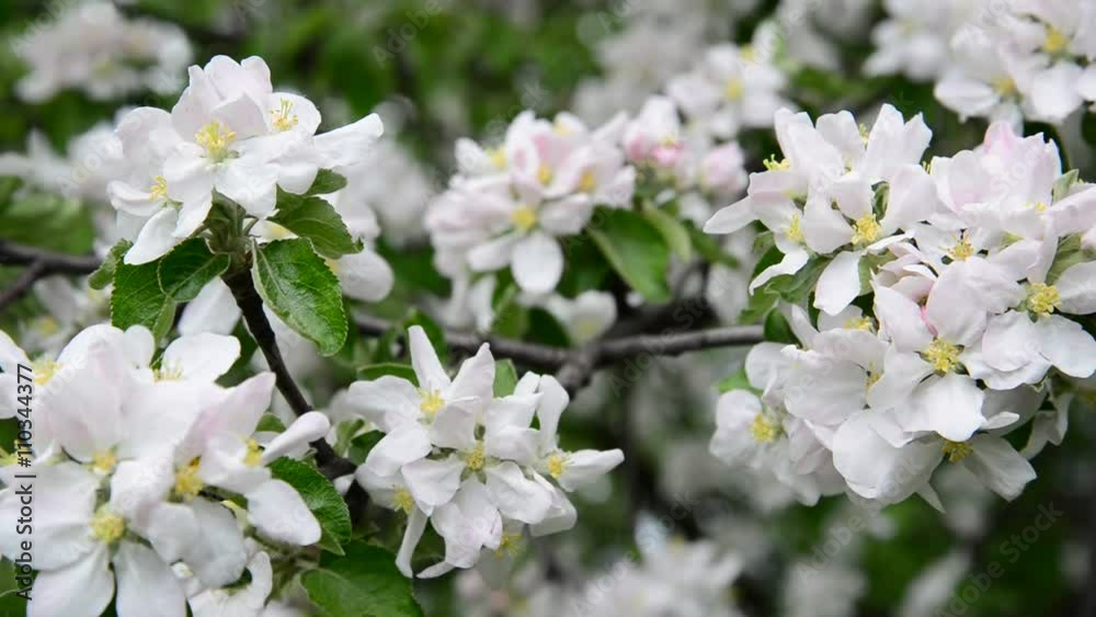 Large apple flowers on branch in spring Large apple flowers on branch in spring