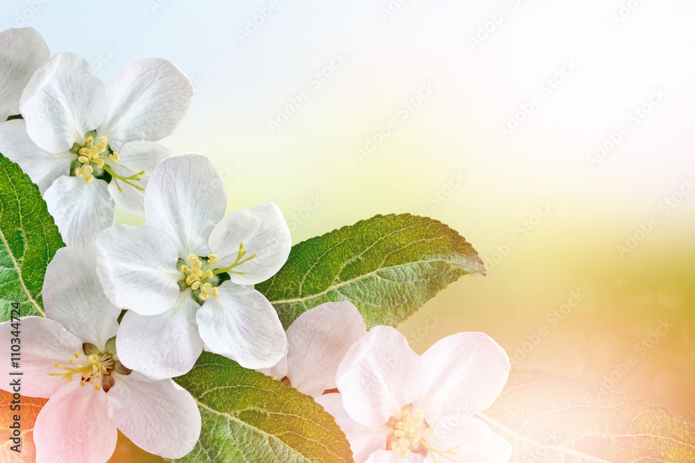 spring landscape. Flowering apple tree. Spring flowering garden.