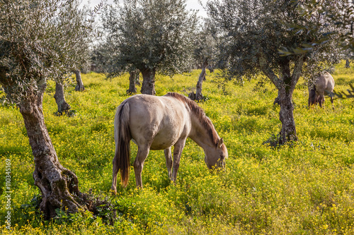 Fototapeta Naklejka Na Ścianę i Meble -  Pregnant mare from the Alter Real breed, a high-end Lusitano Horse, in Coudelaria de Alter. Alter do Chao, Portalegre, Portugal.