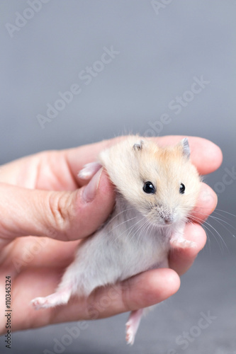 little hamster in the hands of women