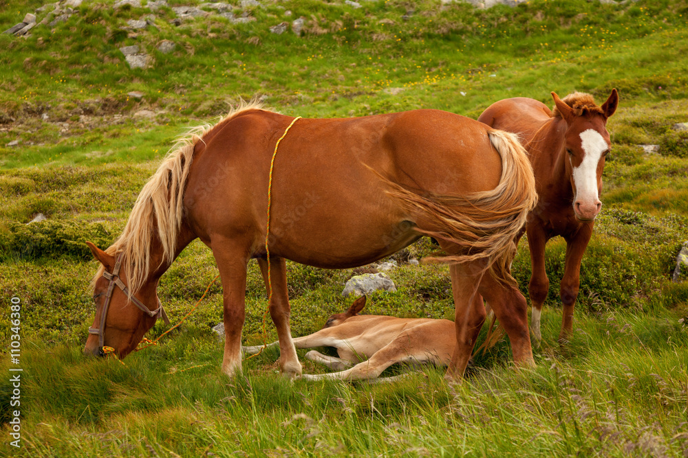 Family of horses Family of horses