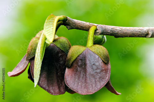 Red-purple flowers of the pawpaw (Asimina triloba).