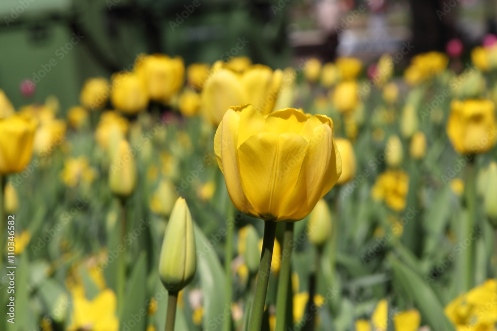 Obraz premium Tulips