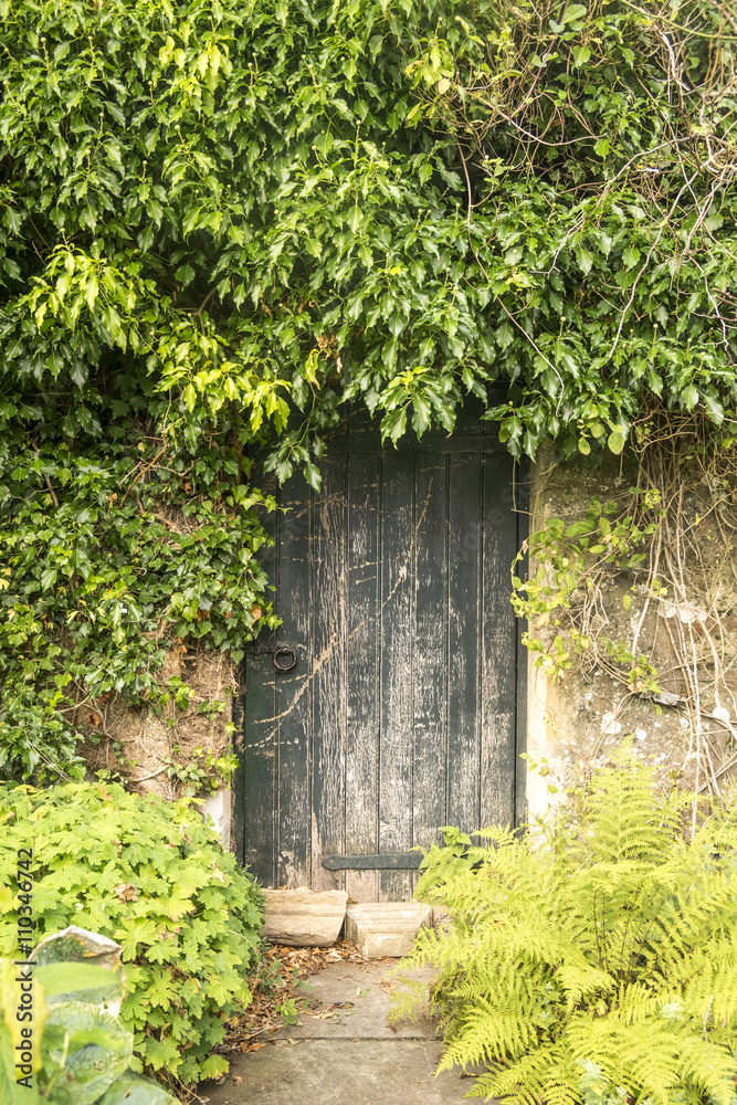 Overgrown ivy round old door Overgrown ivy round old door