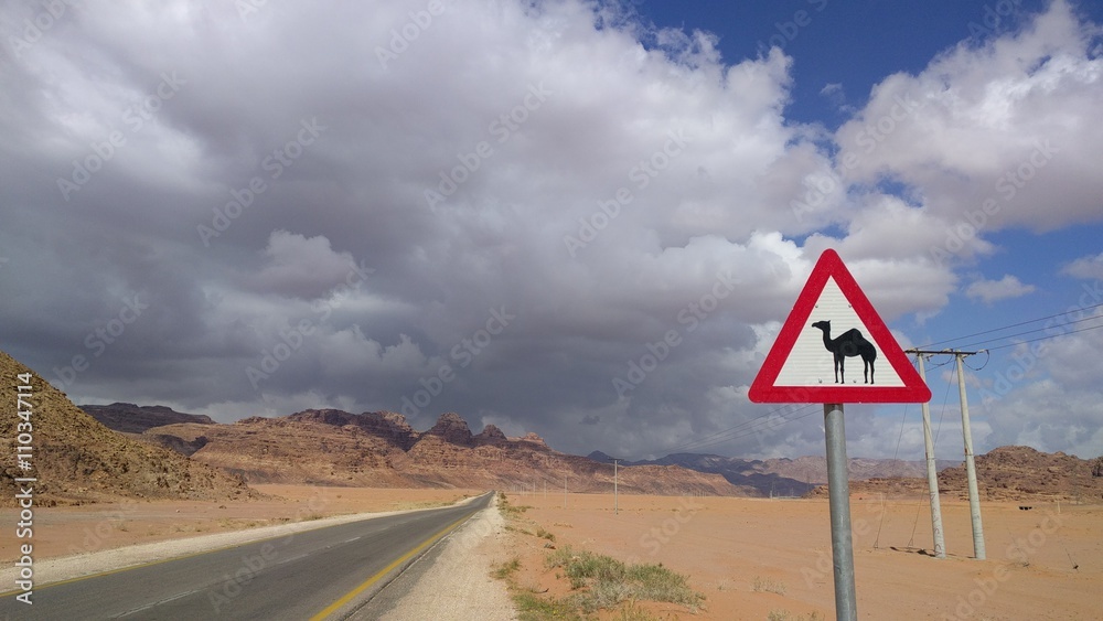 Camel crossing in Jordan