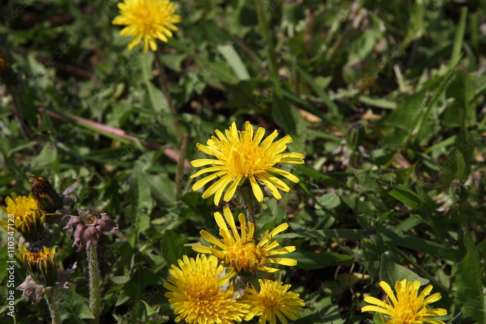 Yellow flower Yellow flower