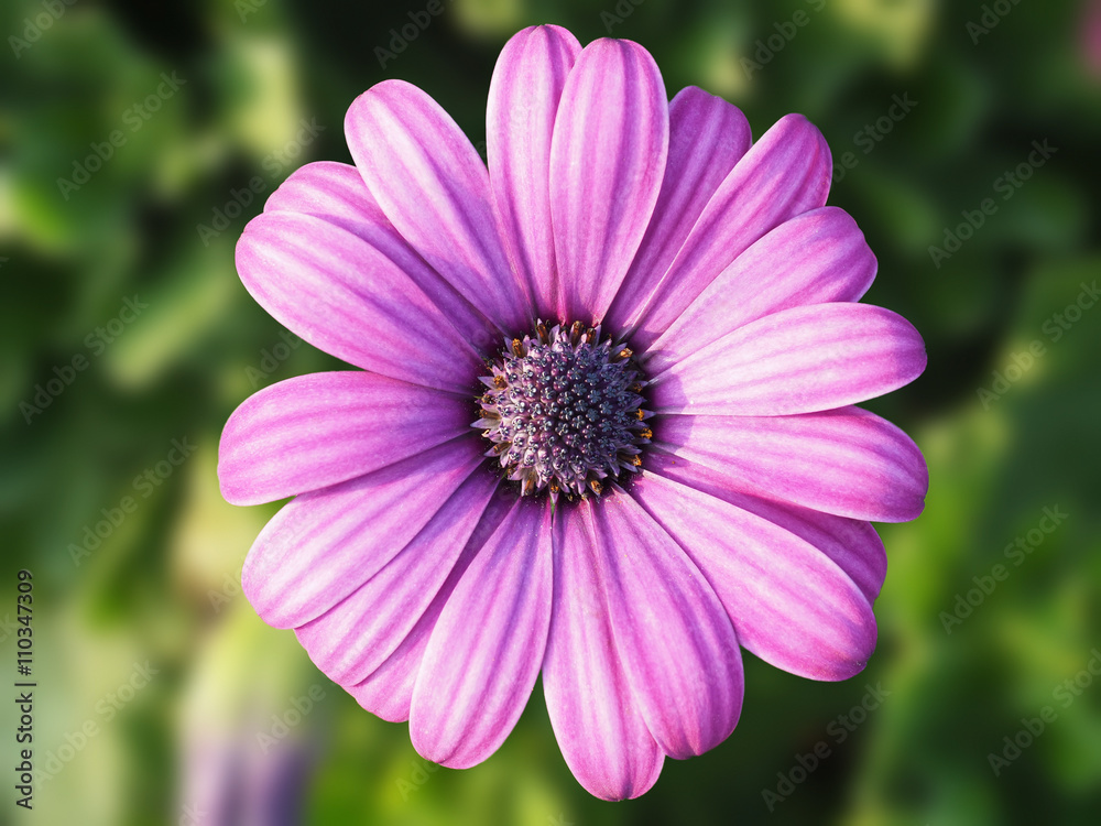 daisy flower head on blur background in the garden daisy flower head on blur background in the garden