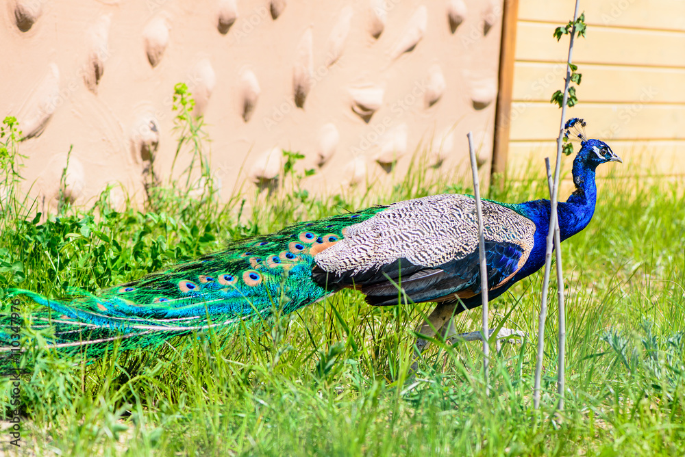 Naklejka premium bird peacock male