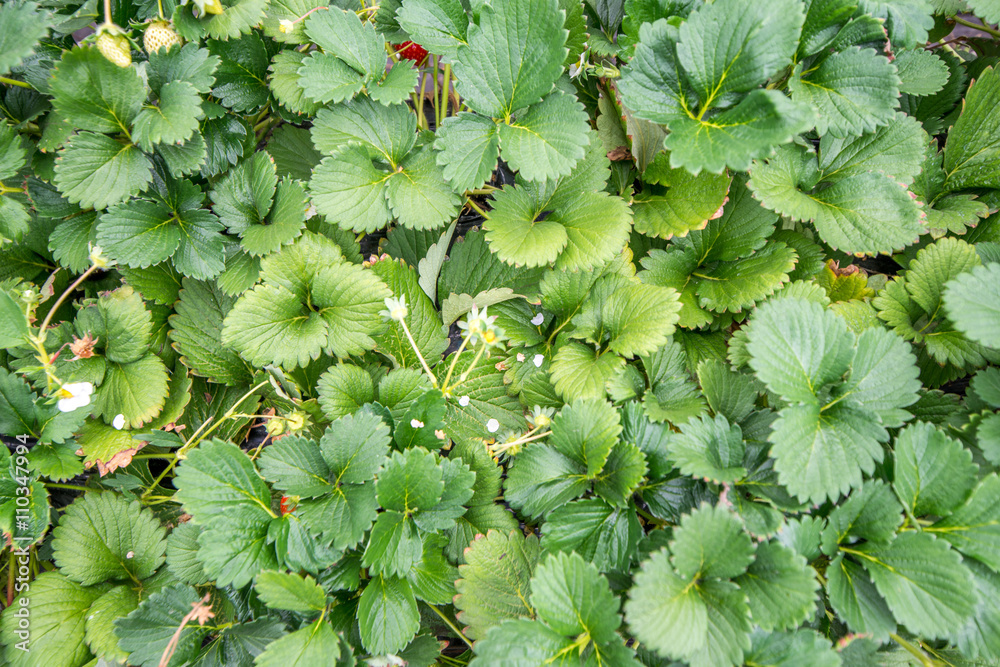 Rows of strawberry plants growing undercover Rows of strawberry plants growing undercover