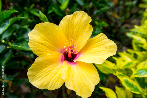 Yellow flower in Hong Kong with five petals