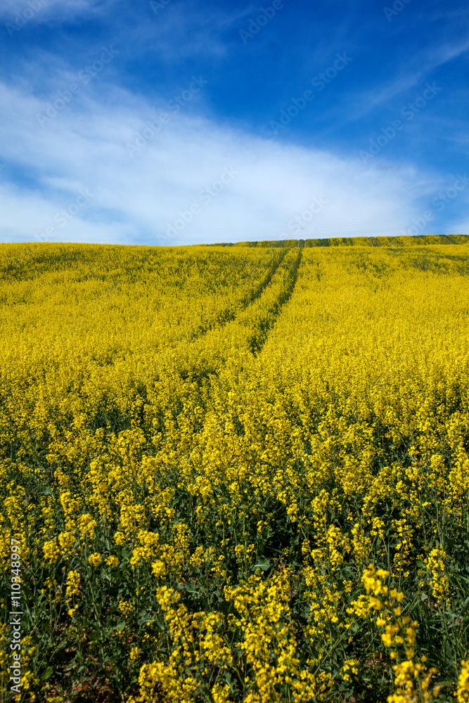 Obraz premium Yellow field rapeseed