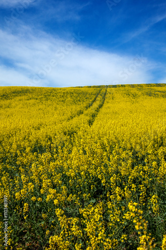 Yellow field rapeseed