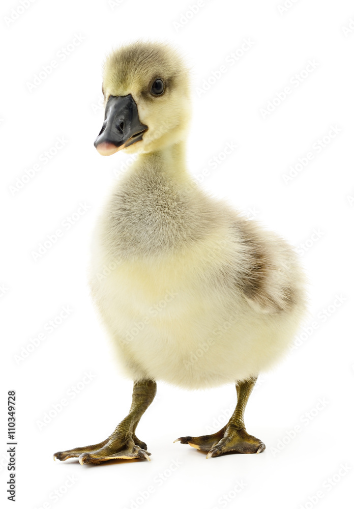 Little gosling isolated. Little gosling isolated.