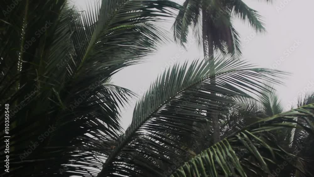 palm leaves blowing by the wind. Tropical rain palm leaves blowing by the wind. Tropical rain