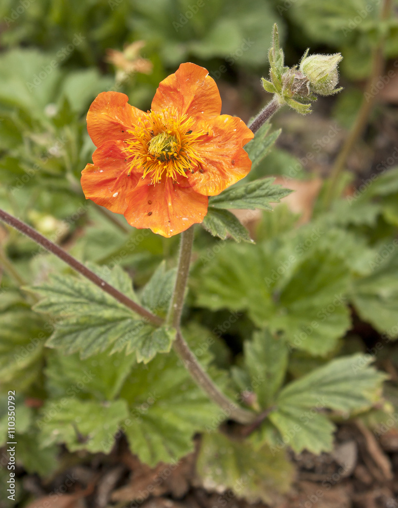 Orange avens (Geum Coccineum 'Cooky', rose family) flower photo Orange avens (Geum Coccineum 'Cooky', rose family) flower photo
