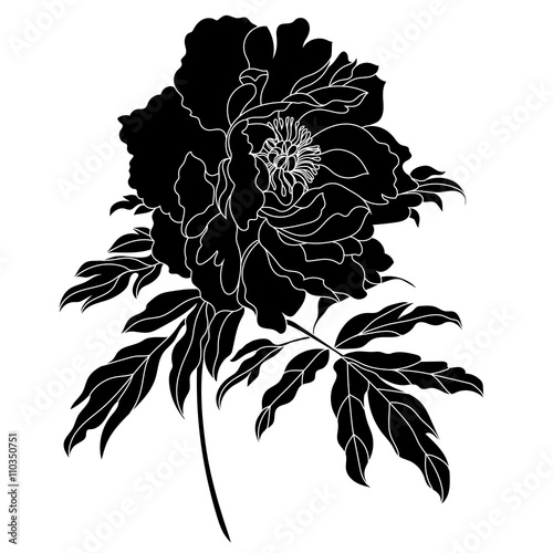 Vector monochrome peony flower isolated on white background. Element for design. Vector.