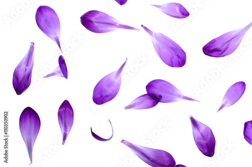Vászonkép Purple Petals Isolated on White Background