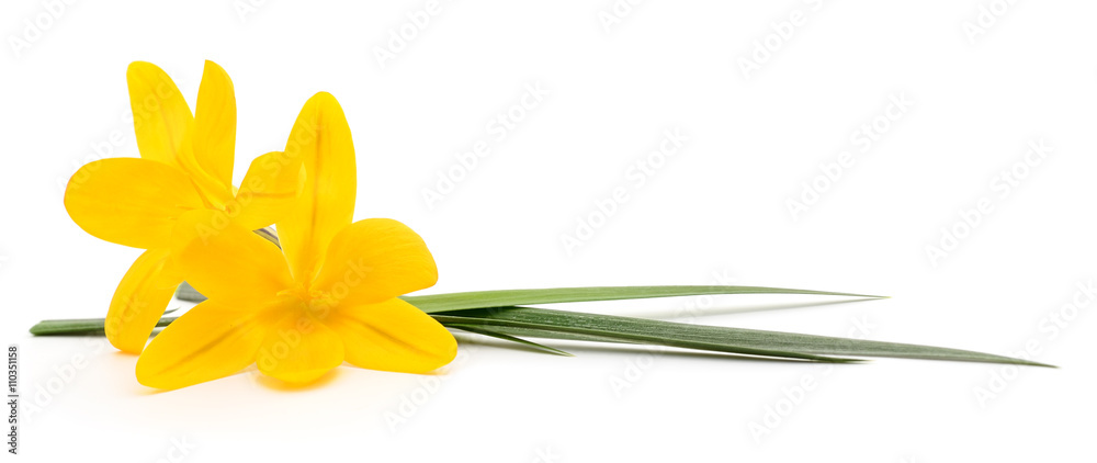 Fototapeta premium Two yellow flowers.