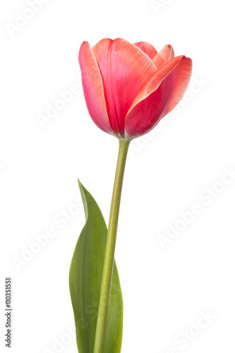 Tulip