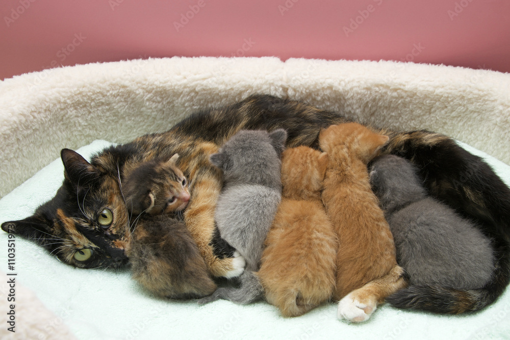 Fototapeta premium Mother torbie tortie tabby cat nursing five one week old kittens in a small pet bed with light green blanket