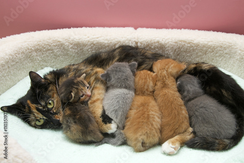 Canvas Print Mother torbie tortie tabby cat nursing five one week old kittens in a small pet