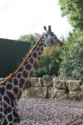Giraffe 001
