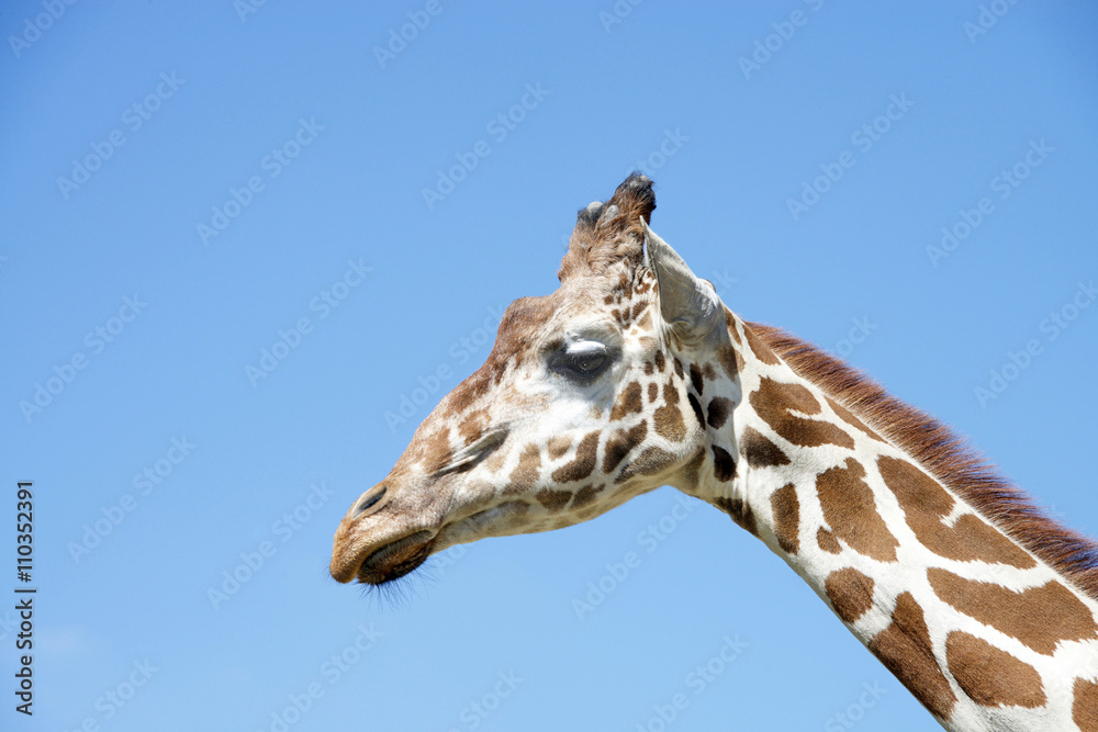 portrait of a giraffe with clear blue sky background portrait of a giraffe with clear blue sky background