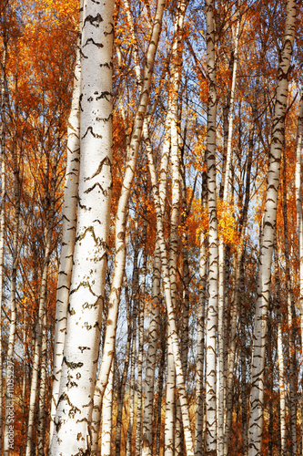 Forest birch. Autumn gold