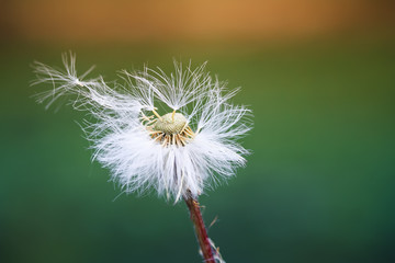 Fotobehang Paardenbloem Witte paardenbloem verspreidt zaadjes  © nataba