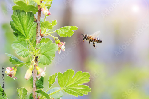 little bee flies up to the cherry blossoms for nectar