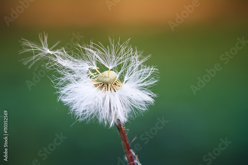white fluffy dandelion scatters seeds parachutes