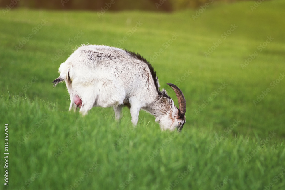 white goat grazing on a green meadow and grazing white goat grazing on a green meadow and grazing