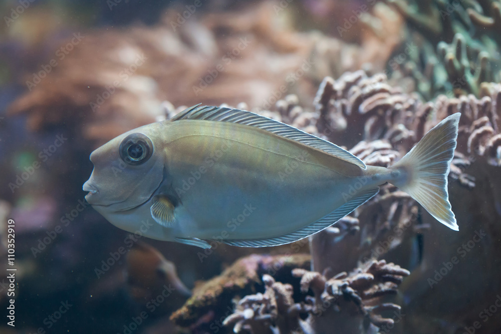 Fototapeta premium Bluespine unicornfish (Naso unicornis).