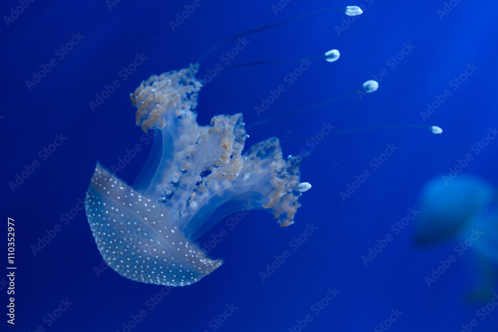 Obraz premium White-spotted jellyfish (Phyllorhiza punctata).