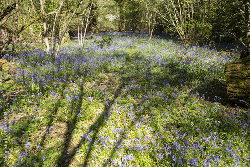 Fototapeta Naklejka Na Ścianę i Meble -  A Bluebell Glade. The shadow of a tree falls across a glade of bluebells that are carpeting the undergrowth a beautiful blue.