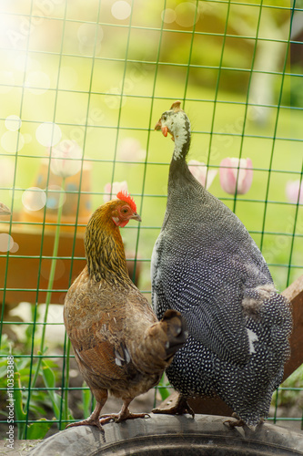 Fotografia chicken and guinea fowl on a sunny day