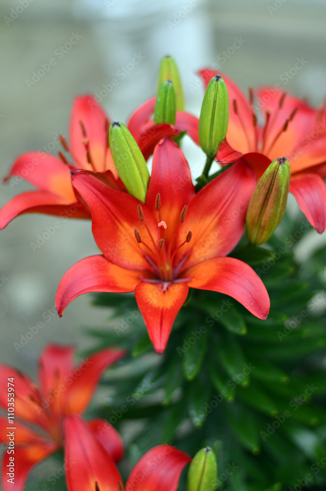 Beautiful Tiger Lily Beautiful Tiger Lily