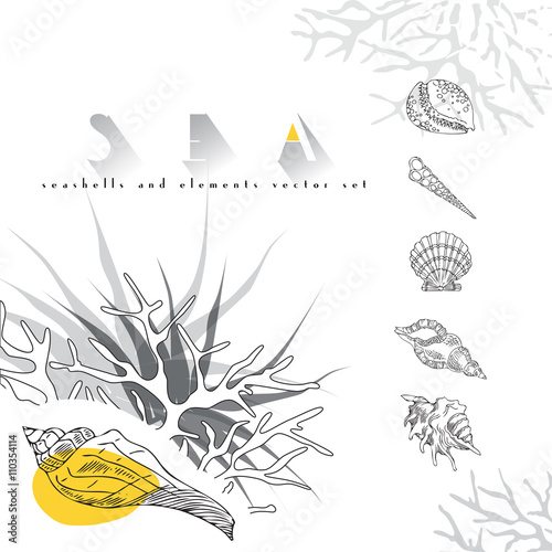 Seashells vector concept  set with coral on white background