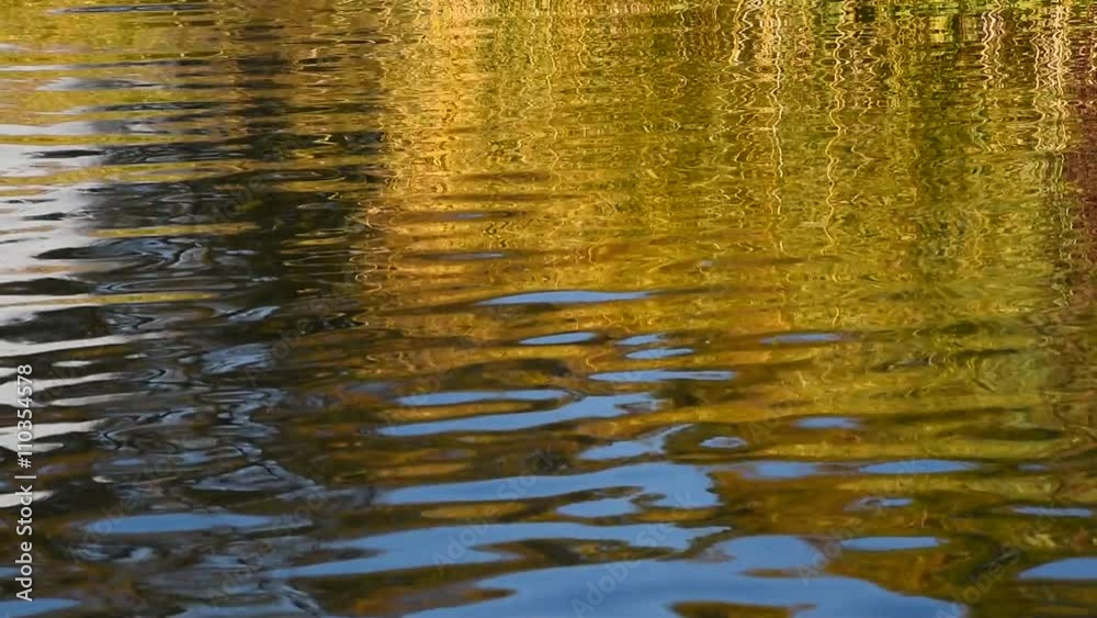 One mallard duck swimming over colorful yellow and blue ripples, waves on water of lake, river or pond, Full HD 1080 One mallard duck swimming over colorful yellow and blue ripples, waves on water of lake, river or pond, Full HD 1080