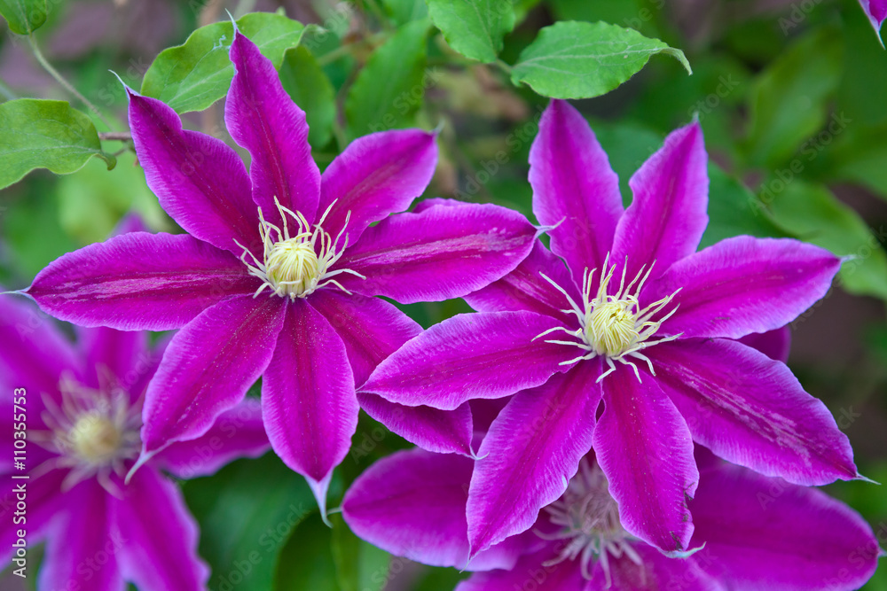 Clematis flowers over green background