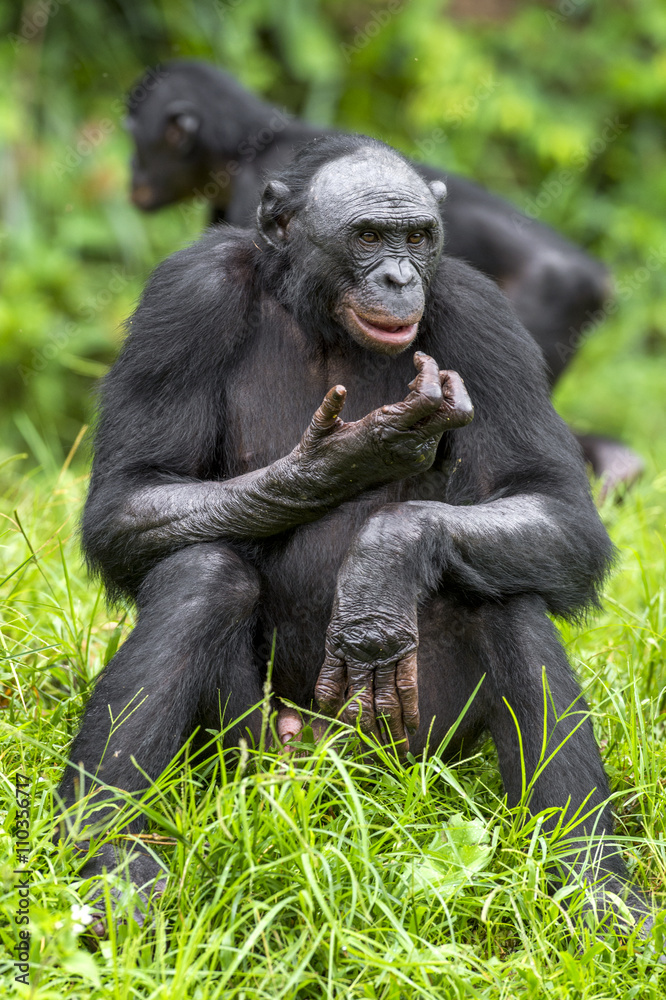 Fototapeta premium The close up portrait of Bonobo (Pan Paniscus) on the green natural background.