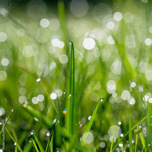 .Fresh green grass with water drops on background of sunlight. Soft focus