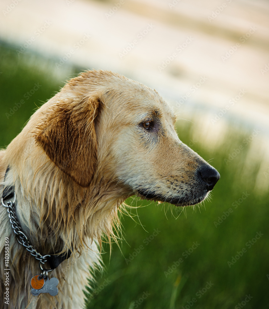 Golden Retriever dog at lake with green reeds Golden Retriever dog at lake with green reeds