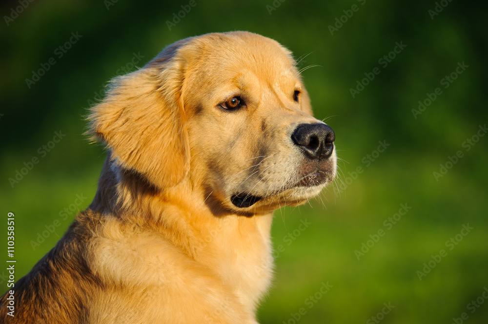 Head shot of young Golden Retriever dog